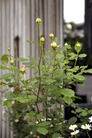 2011.6.12.ジュビリー